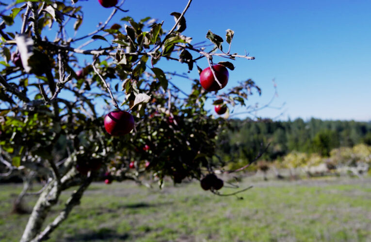 Small California farm turns apples into artisan products