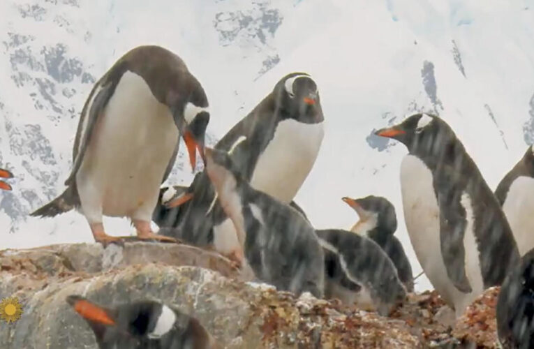 Nature: Penguins in Antarctica