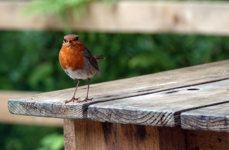 Has Martinez man discovered the secret of keeping birds away from his picnic table?