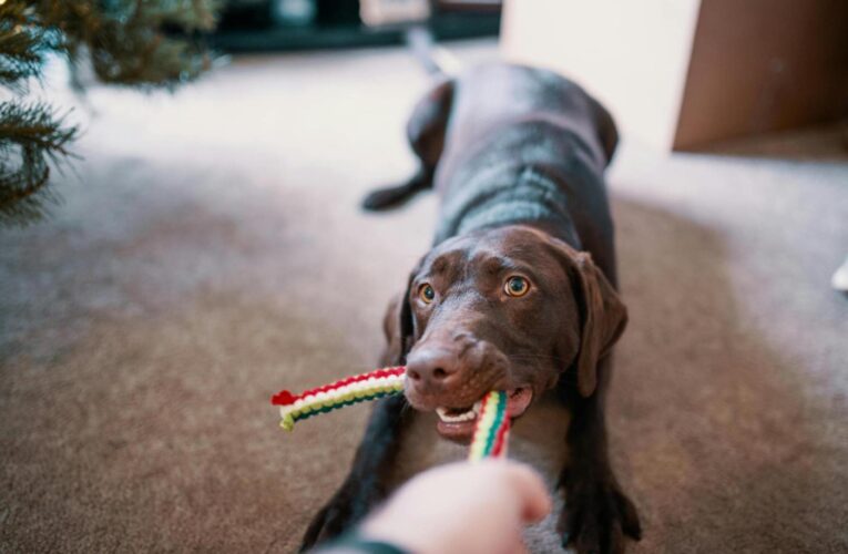 Stuck inside with your dog? Here are 6 fun indoor activities to try