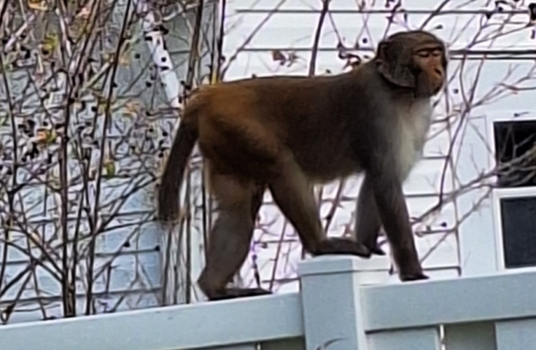 Police issue warning after monkeys spotted roaming Florida city