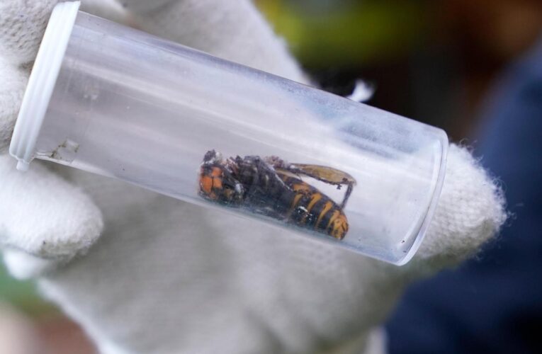 Invasive ‘murder hornets’ are wiped out in the US, officials say