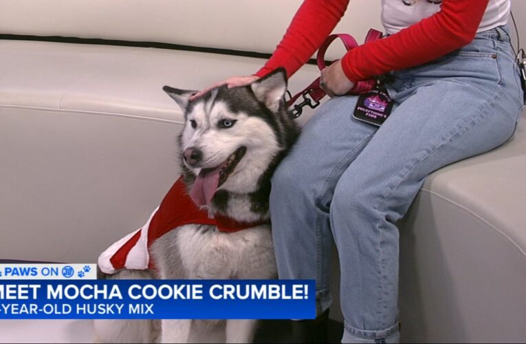 Paws on 30: Adopt Mocha Cookie Crumble from Fresno Animal Center