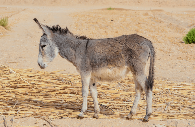 Thousands of Reche Canyon Burros to Be Relocated to Texas, 68+ Already Captured