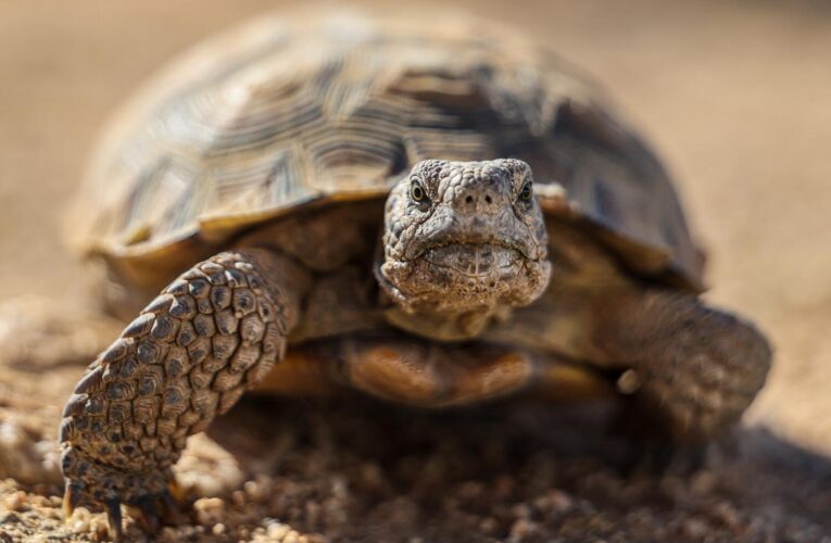 ‘Gitmo’ in the Mojave: How the Marines are saving endangered desert tortoises