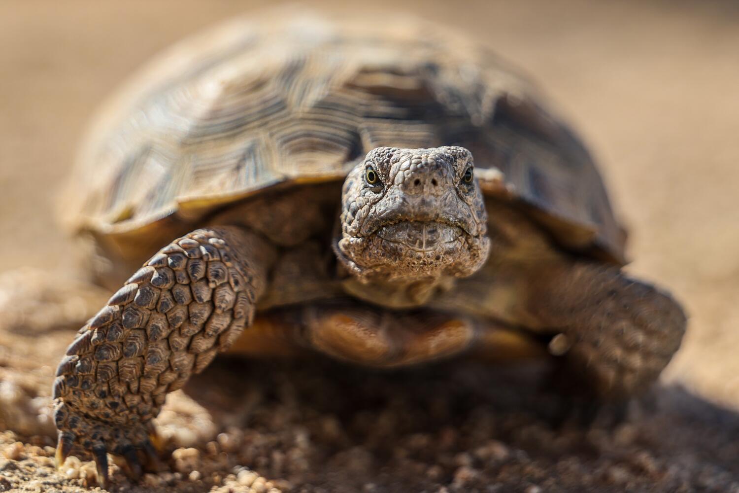 ‘gitmo’-in-the-mojave:-how-the-marines-are-saving-endangered-desert-tortoises