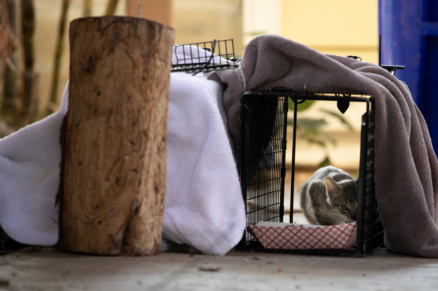 judge-rules-san-diego-humane-society’s-policy-of-returning-cats-to-community-violates-law