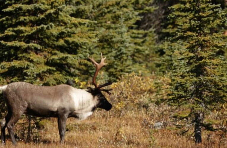 The fight to protect a reindeer species