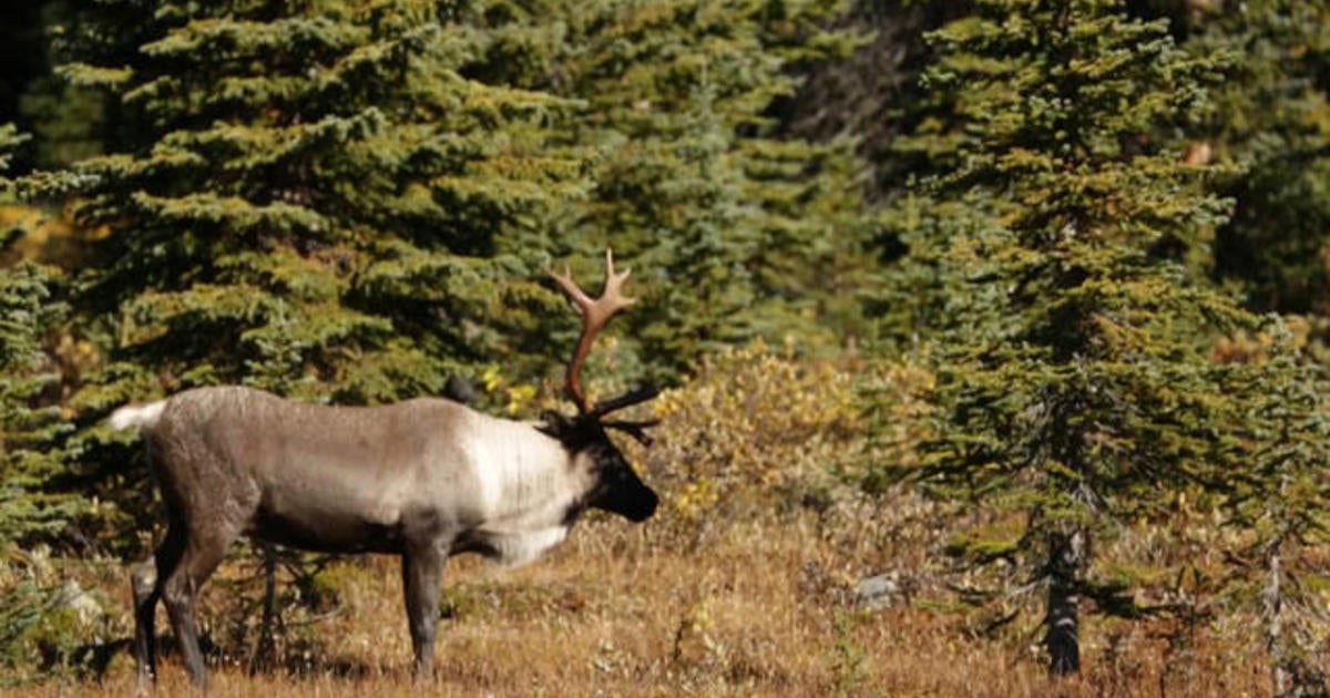 the-fight-to-protect-a-reindeer-species