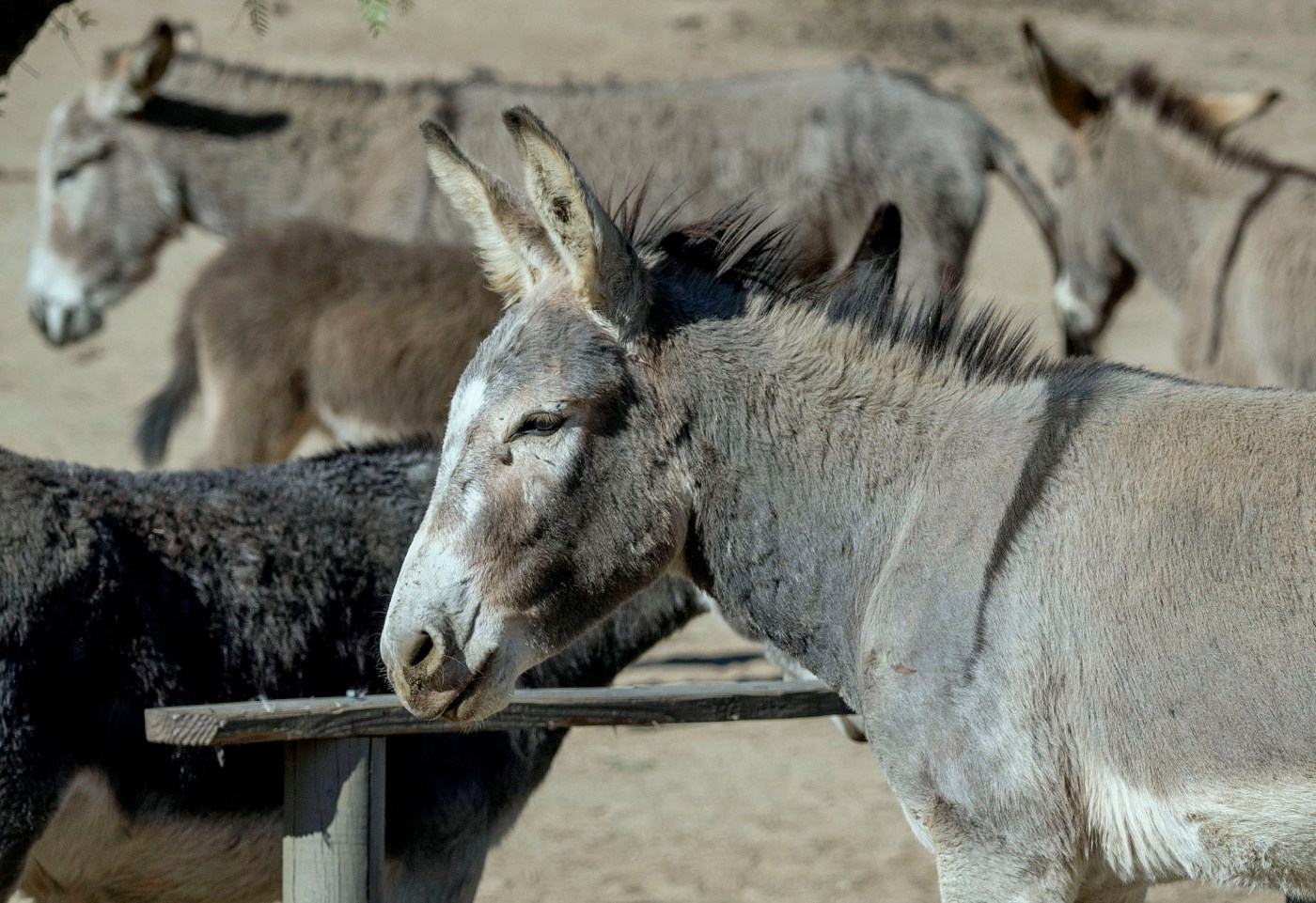 san-bernardino-county-is-rounding-up-and-relocating-wild-burros