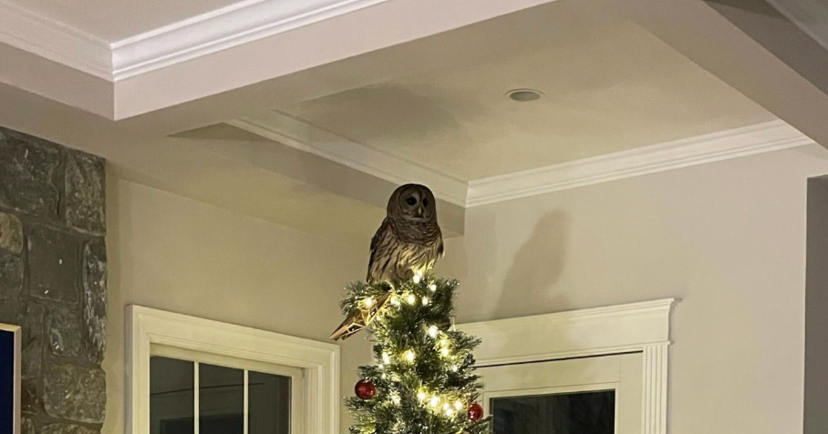 an-owl-came-down-a-chimney-and-perched-on-a-christmas-tree:-see-the-video