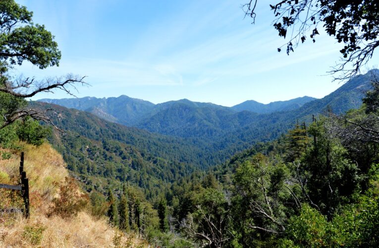 Man pleads guilty to illegal marijuana cultivation in Los Padres National Forest