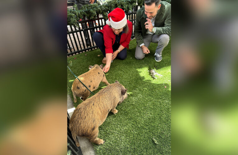 Baby pigs get Christmas pardon from Florida mayor in a Cuban twist on White House turkey tradition