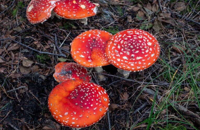 1 dead after mushroom poisoning in Utah, ‘first confirmed case ever in the state’