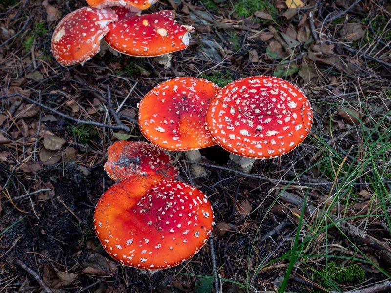 1-dead-after-mushroom-poisoning-in-utah,-‘first-confirmed-case-ever-in-the-state’