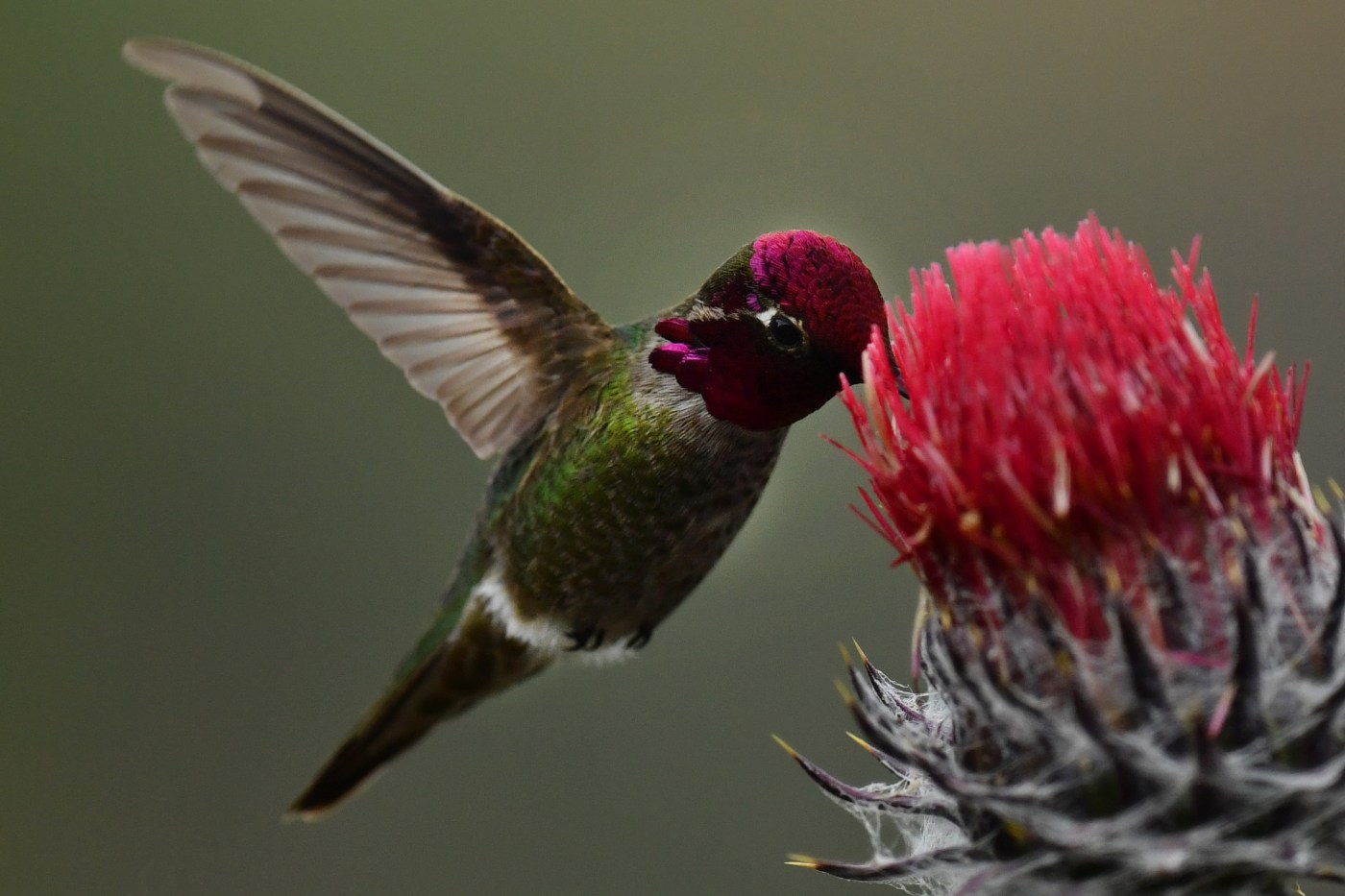 how-to-stop-a-san-jose-hummingbird-bully-from-driving-away-other-birds