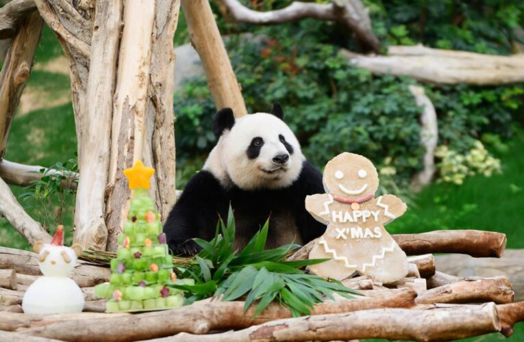 Pandas An An and Ke Ke celebrate their 1st Christmas in Hong Kong