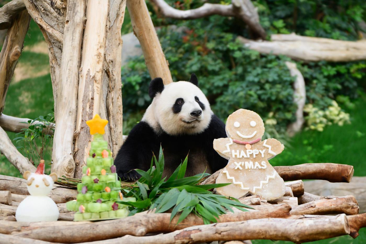 pandas-an-an-and-ke-ke-celebrate-their-1st-christmas-in-hong-kong