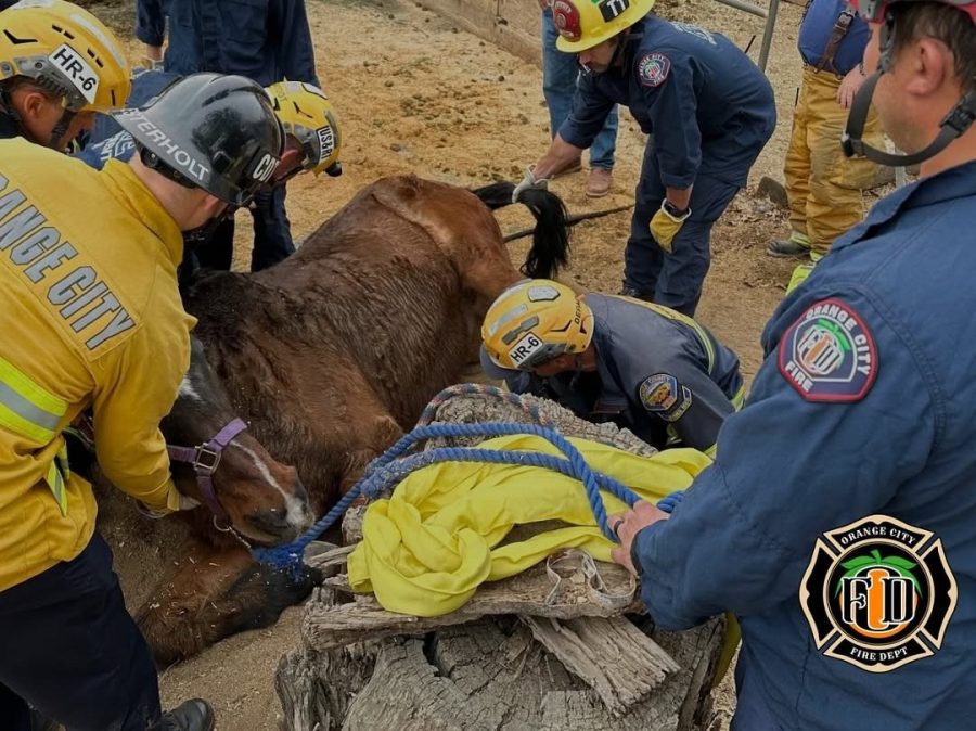 firefighters-rescue-30-year-old-horse-trapped-under-fence