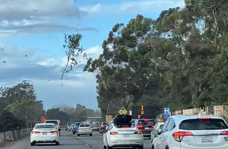 Wind brings down trees, lines in southern Santa Barbara County