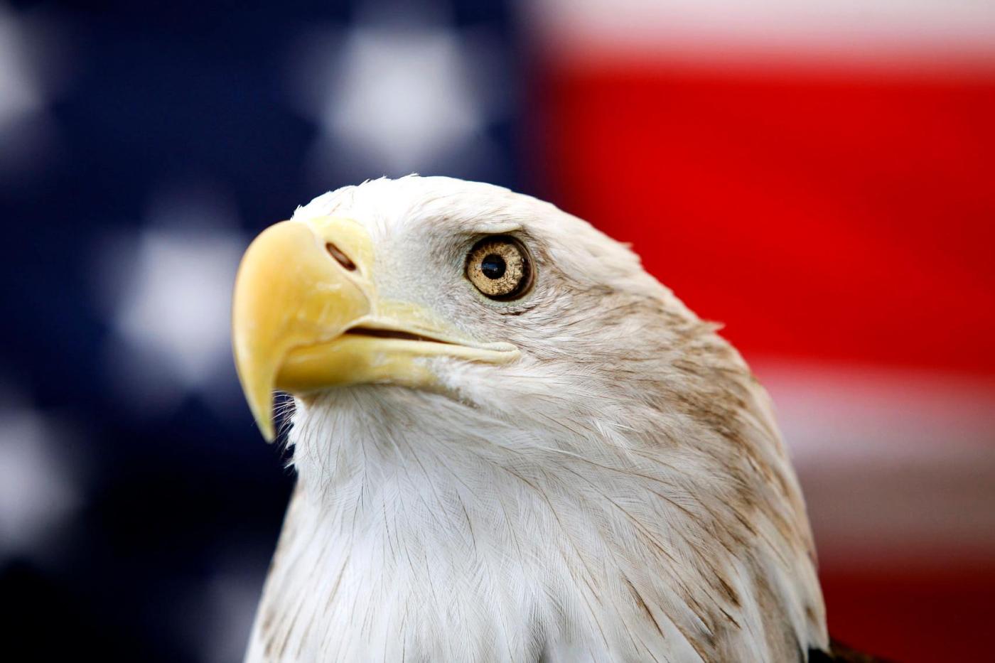 biden-signs-a-bill-officially-making-the-bald-eagle-the-national-bird-of-the-us