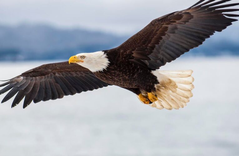 With Biden’s signature, bald eagle officially America’s bird