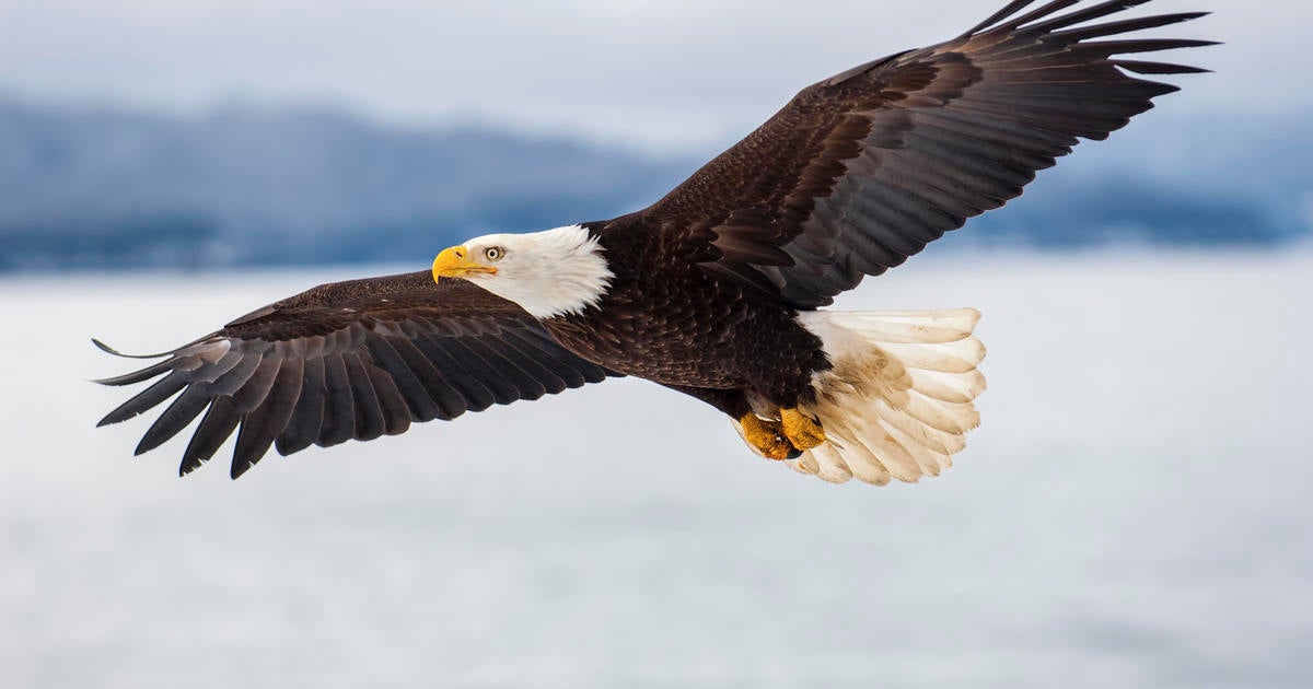 with-biden’s-signature,-bald-eagle-officially-america’s-bird