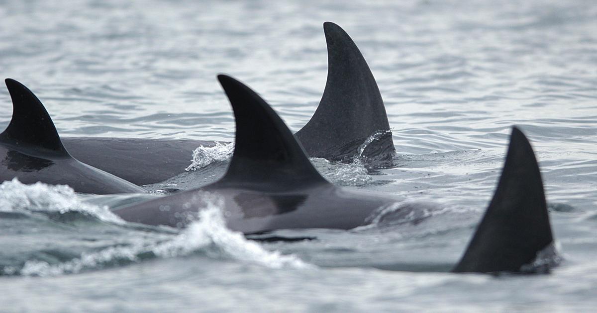 orca-who-carried-her-dead-calf-for-17-days-has-a-new-baby