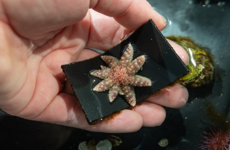 How do you ‘grow’ an endangered starfish? Bay Area scientists are finding out