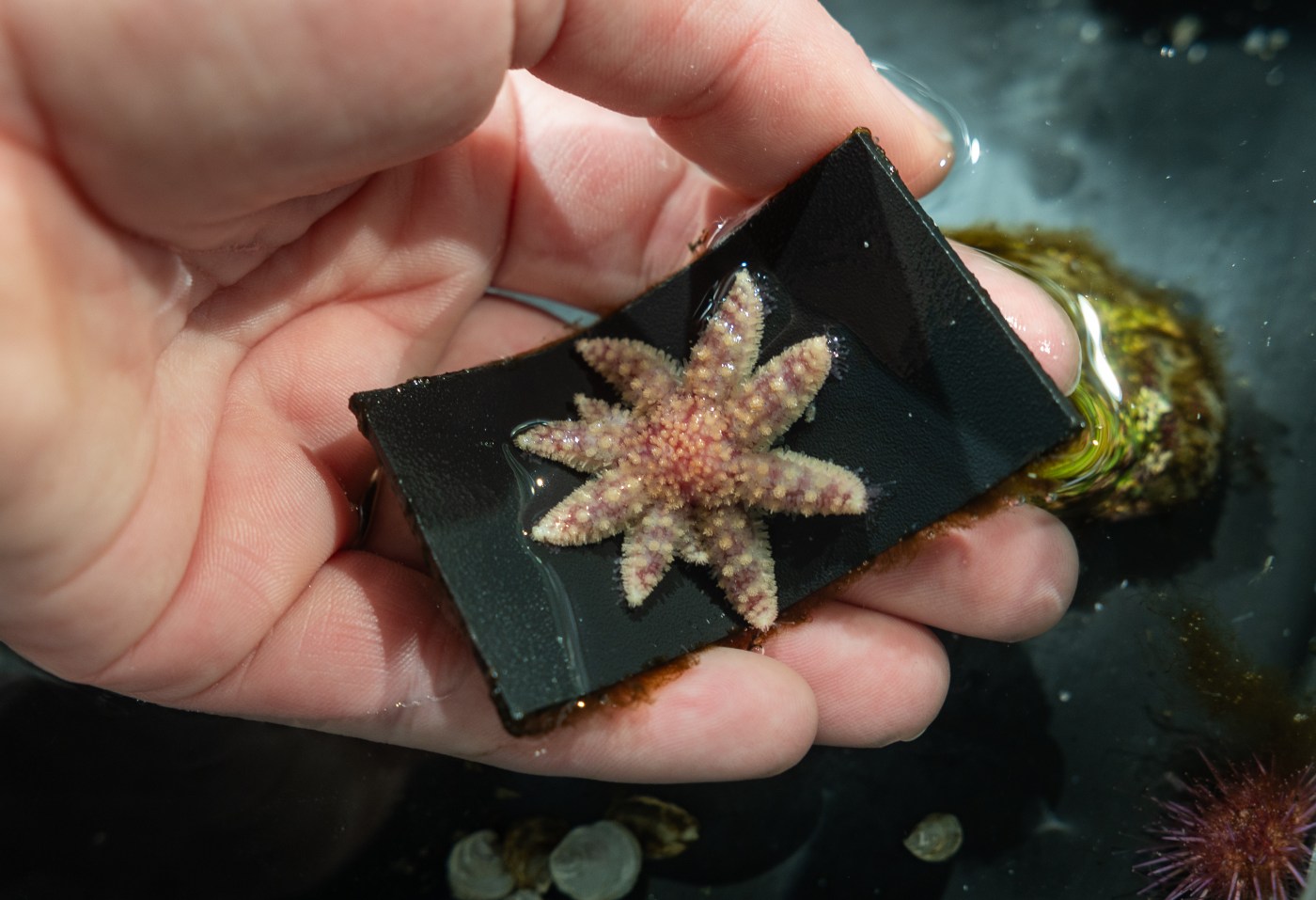 how-do-you-‘grow’-an-endangered-starfish?-bay-area-scientists-are-finding-out