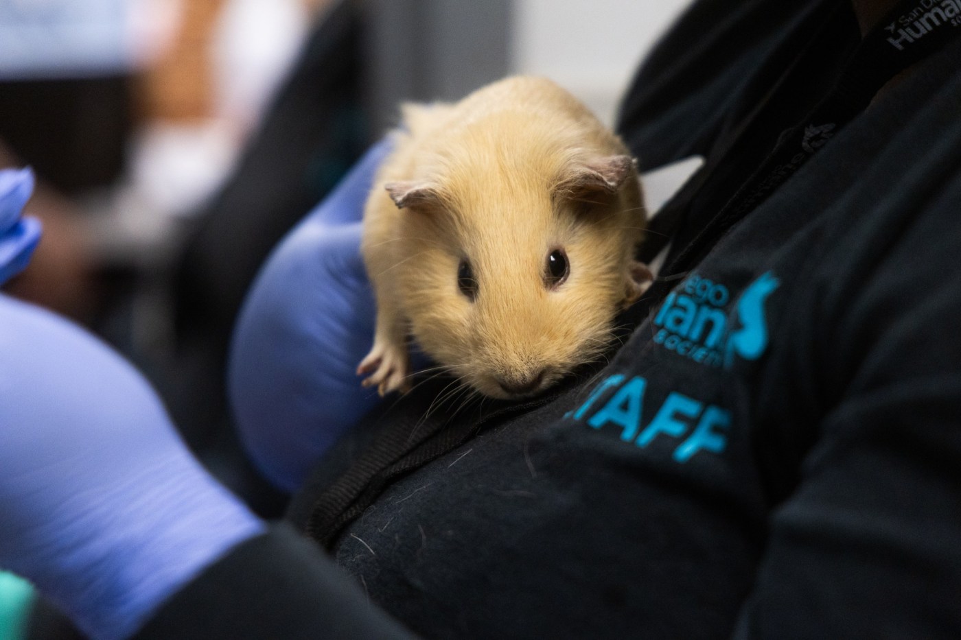 more-than-130-guinea-pigs-up-for-adoption-at-san-diego-humane-society