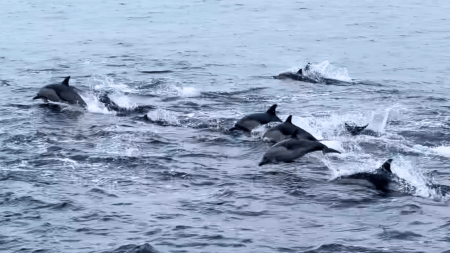 dolphins-stampede-off-orange-county-coast-on-christmas-eve:-video