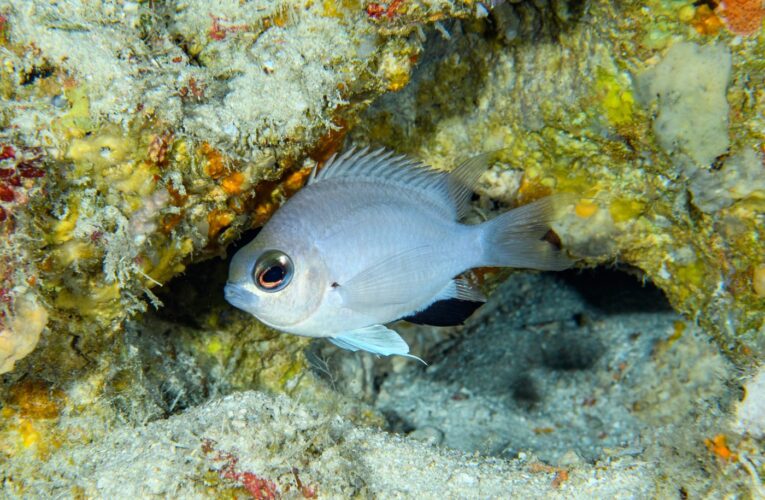 Nearly 140 new species confirmed in 2024 by California Academy of Sciences