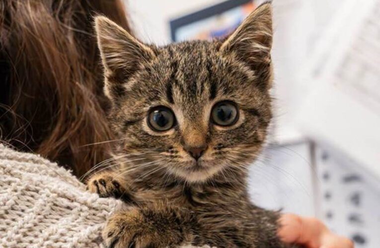 Orphaned kitten rescue dubbed Christmas miracle by animal center staff