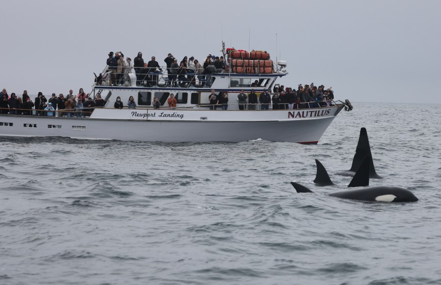 playful-pod-of-orcas-reappear-off-orange-county-coastline