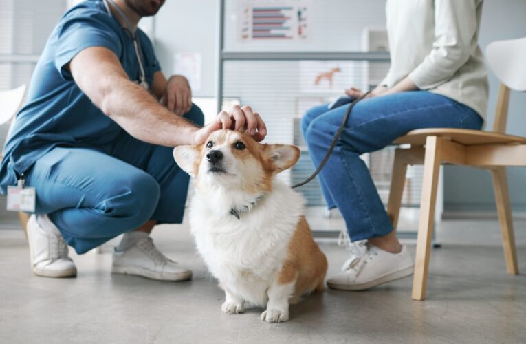 San Jose mom worried her daughter isn’t being realistic about dog’s quality of life