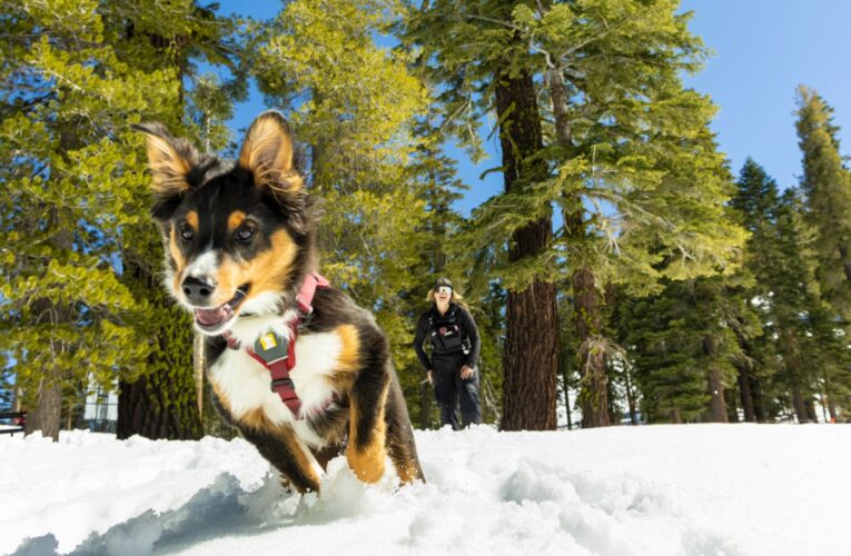 Sensory training, buried volunteers and games of hide and seek: How Tahoe’s rescue dogs learn to save lives