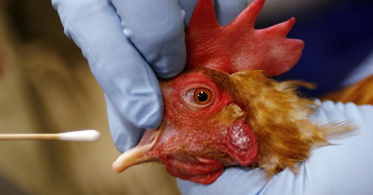 ‘worrisome’-mutations-found-in-h5n1-bird-flu-virus-isolated-from-canadian-teenager