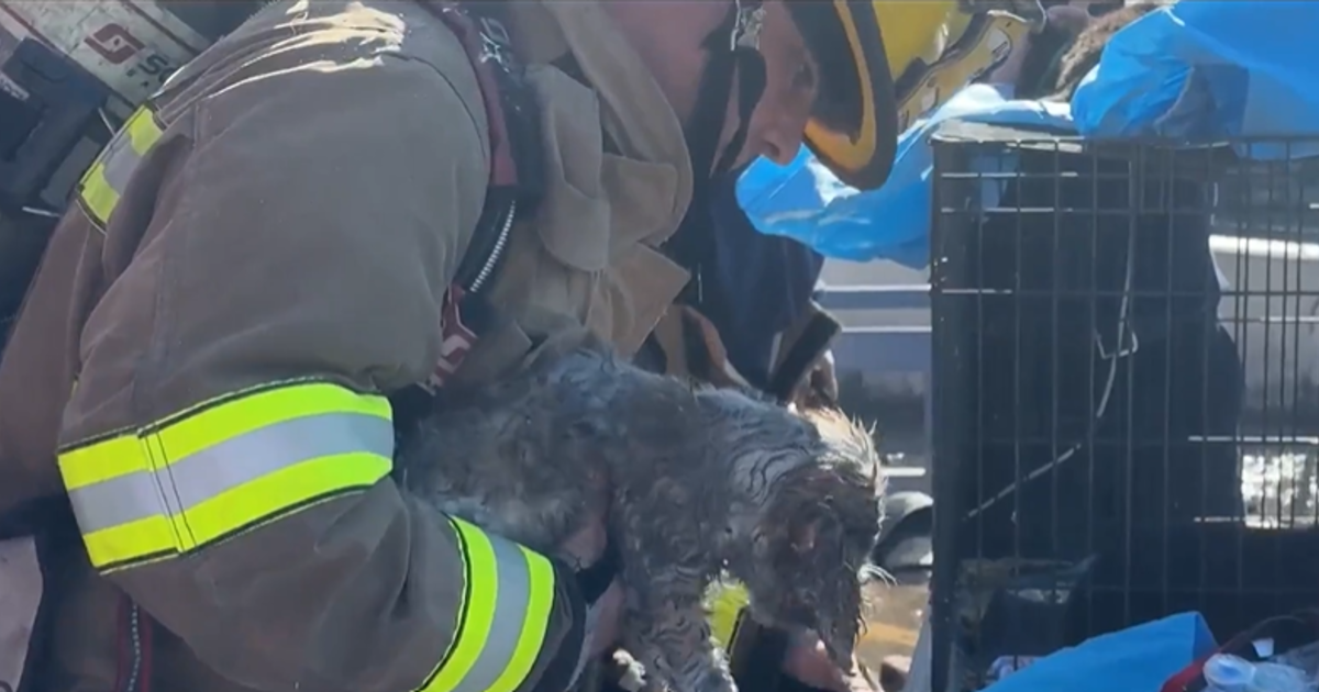 579-animals-killed-after-fire-rips-through-northwest-dallas-shopping-center