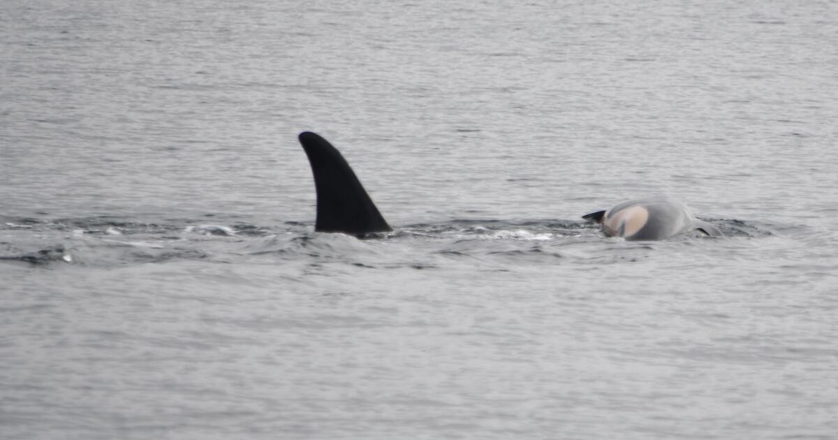 orca-who-carried-dead-calf’s-body-for-weeks-has-lost-another-offspring