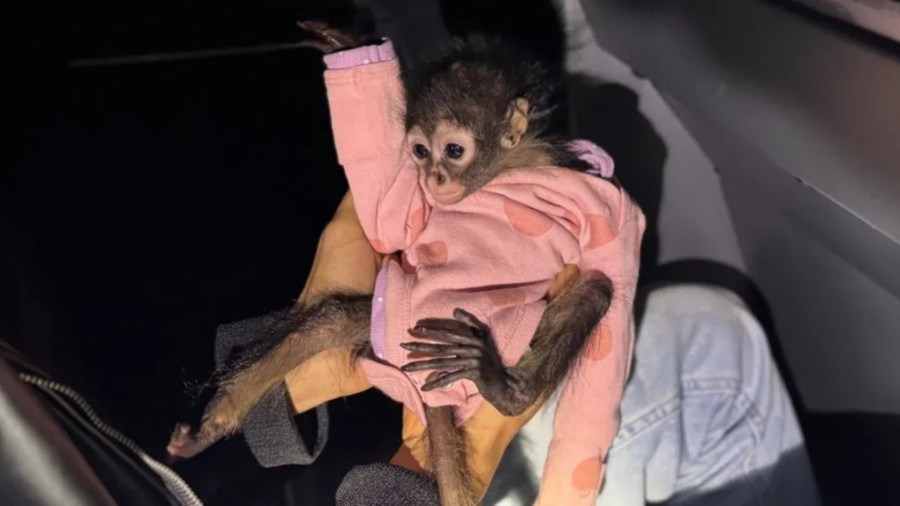 baby-spider-monkey-found-inside-rolls-royce-in-critical-condition