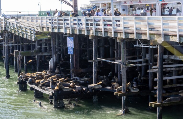 Santa Cruz sea lions squeezed into tighter quarters by wharf collapse, but excellent viewing remains