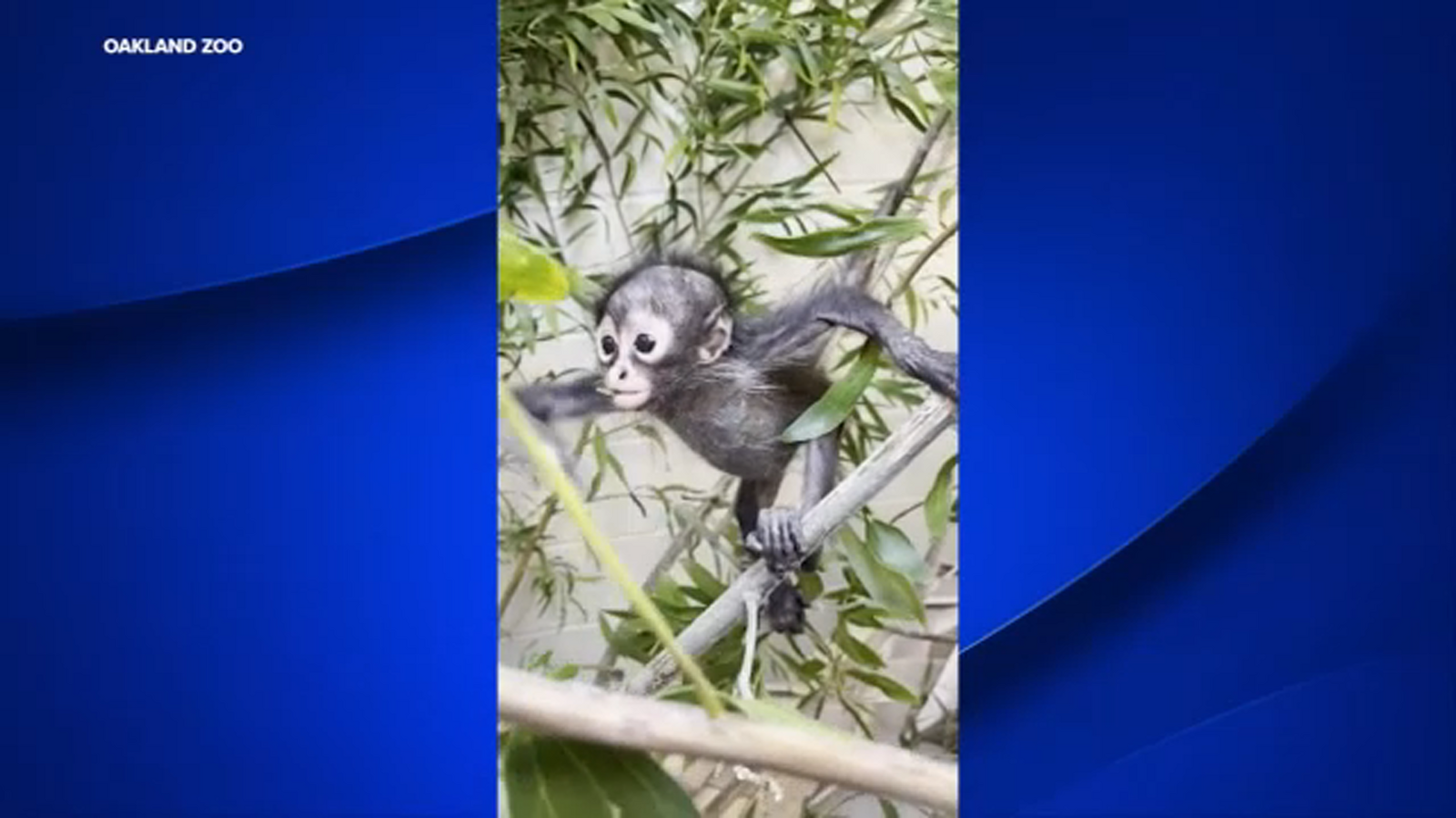 baby-monkey-healing-in-new-habitat-after-being-found-during-madera-county-traffic-stop