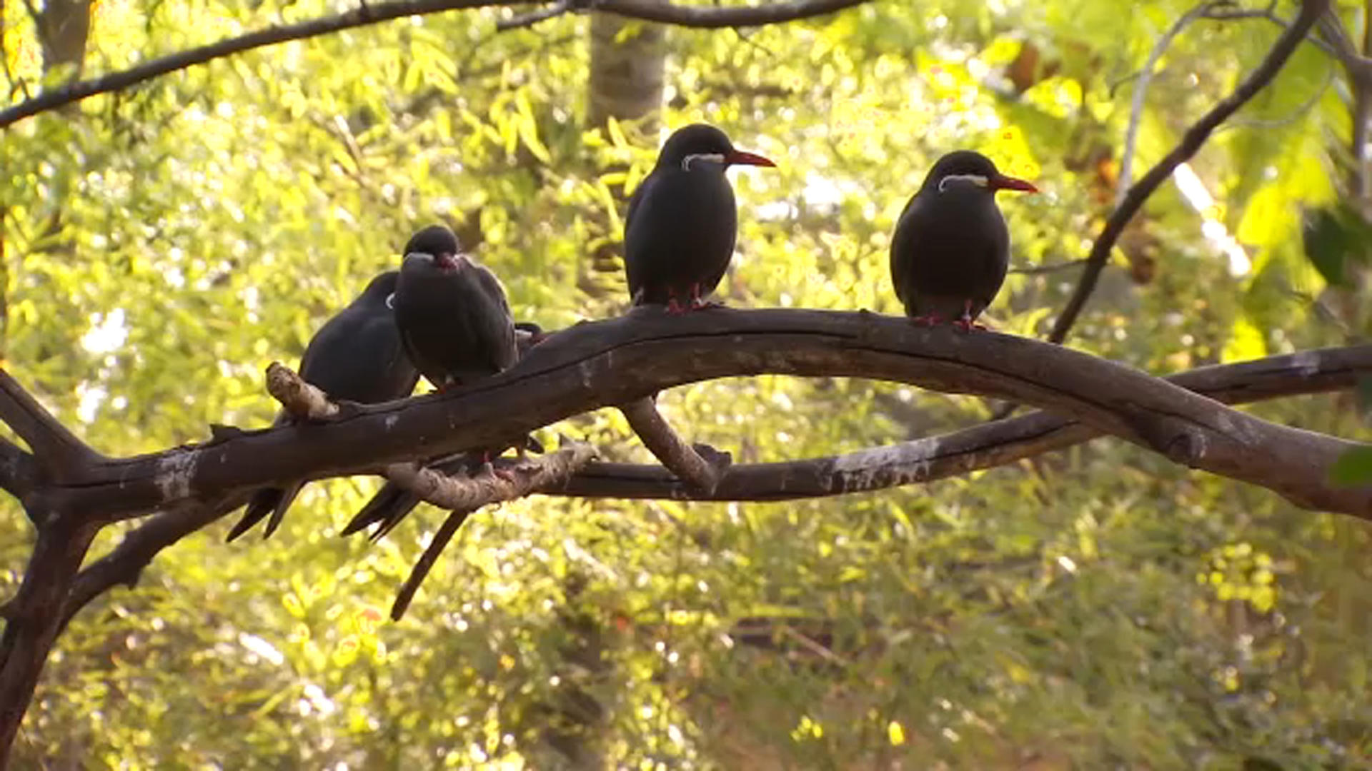 fresno-chaffee-zoo-taking-extra-precautions-amid-bird-flu