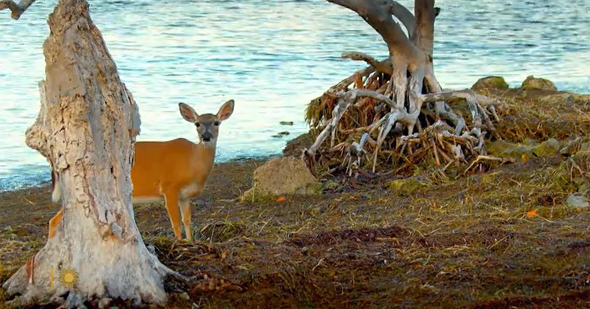 nature:-key-deer-in-florida