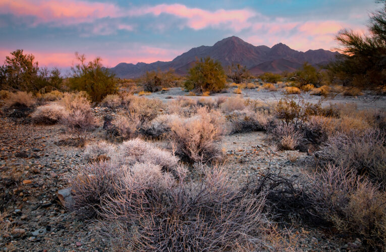 Chuckwalla National Monument Is a Beacon of Hope for Desert Biodiversity Amid Changing Climate