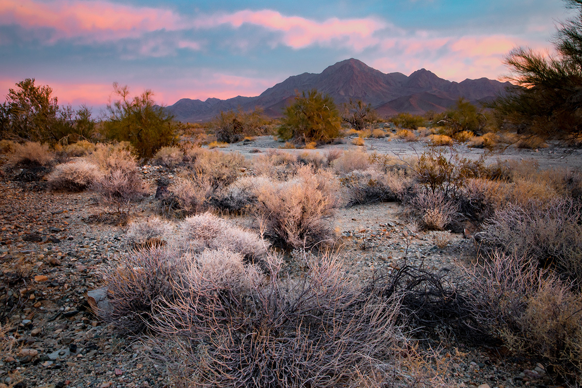 chuckwalla-national-monument-is-a-beacon-of-hope-for-desert-biodiversity-amid-changing-climate