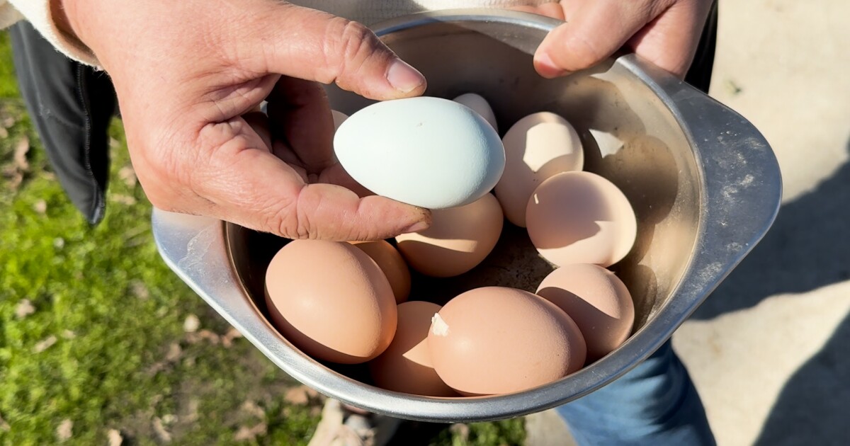 northern-slo-county-farmers-weigh-in-on-national-egg-shortage