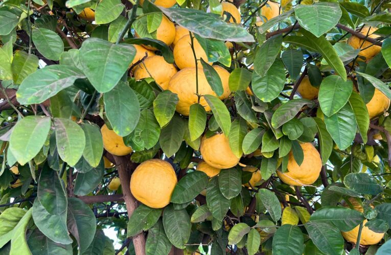 Pomelos: A Must-Have for Lunar New Year