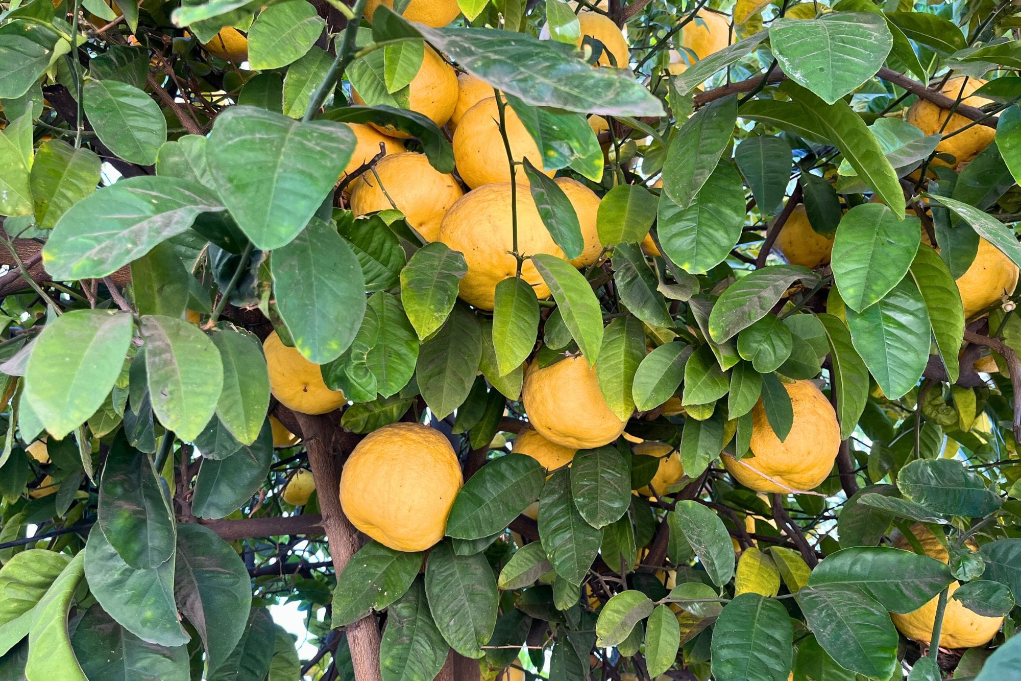 pomelos:-a-must-have-for-lunar-new-year